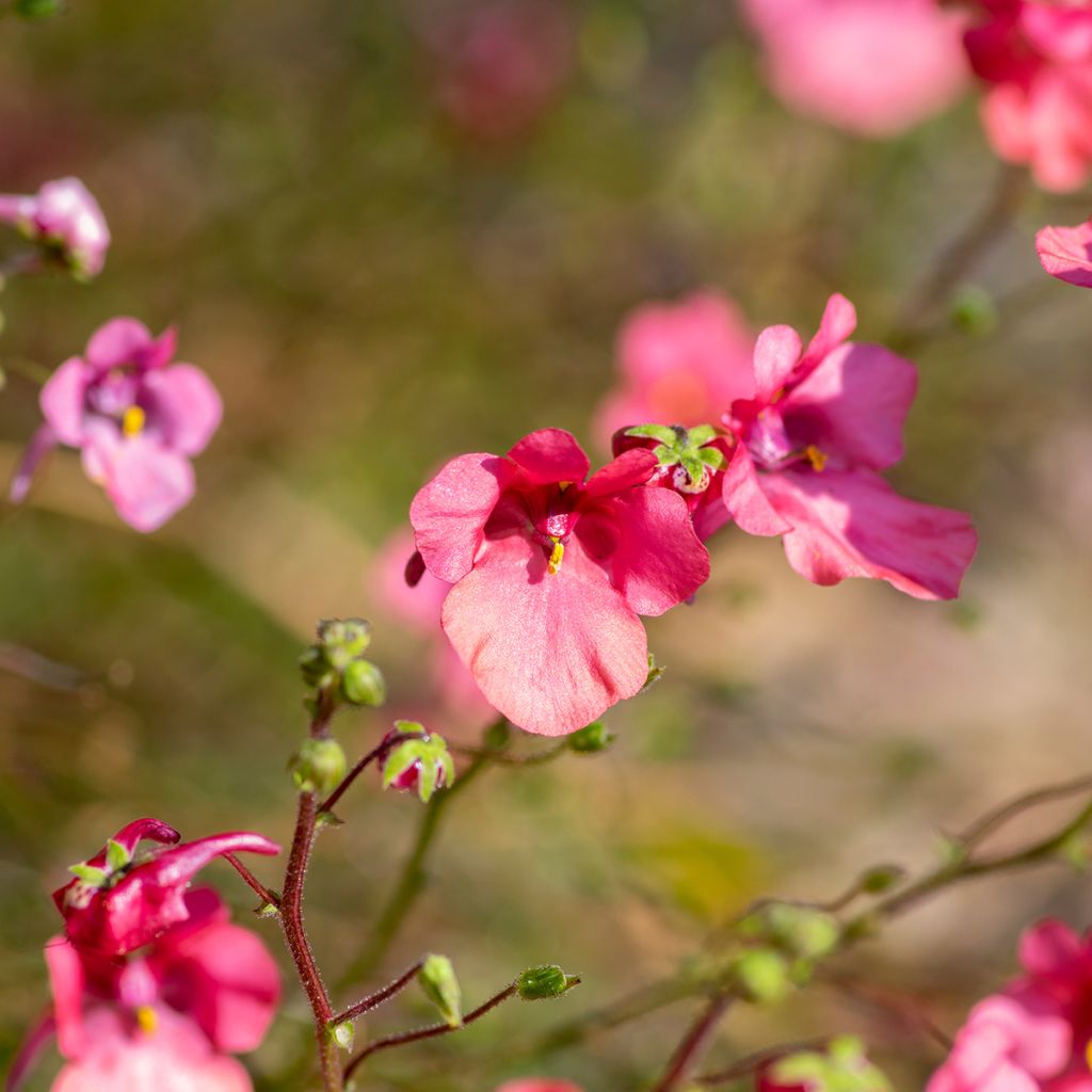 Diascia fetcaniensis