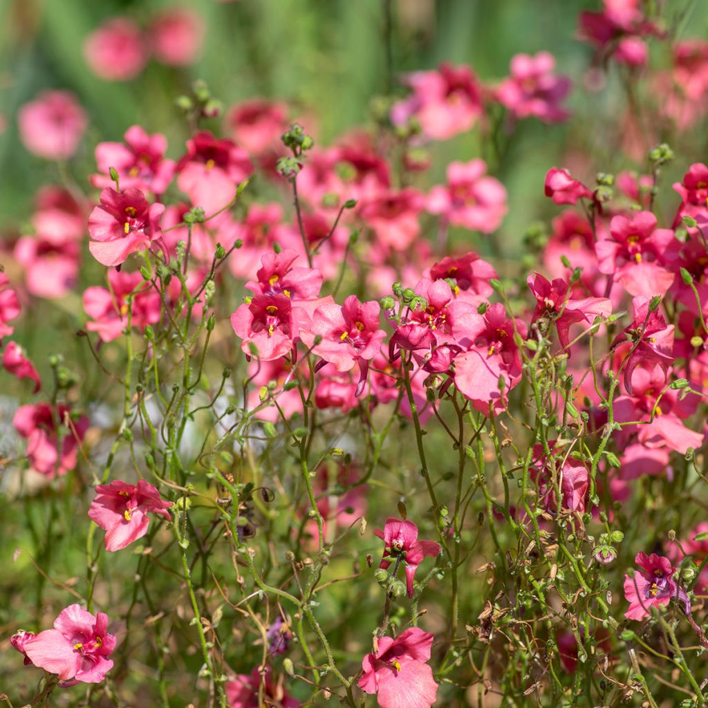 Diascia fetcaniensis