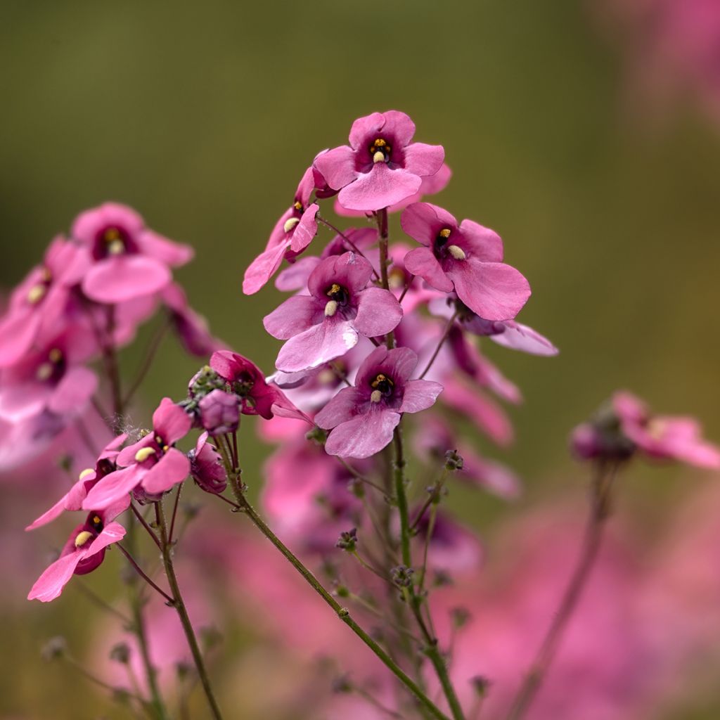 Diascia personata