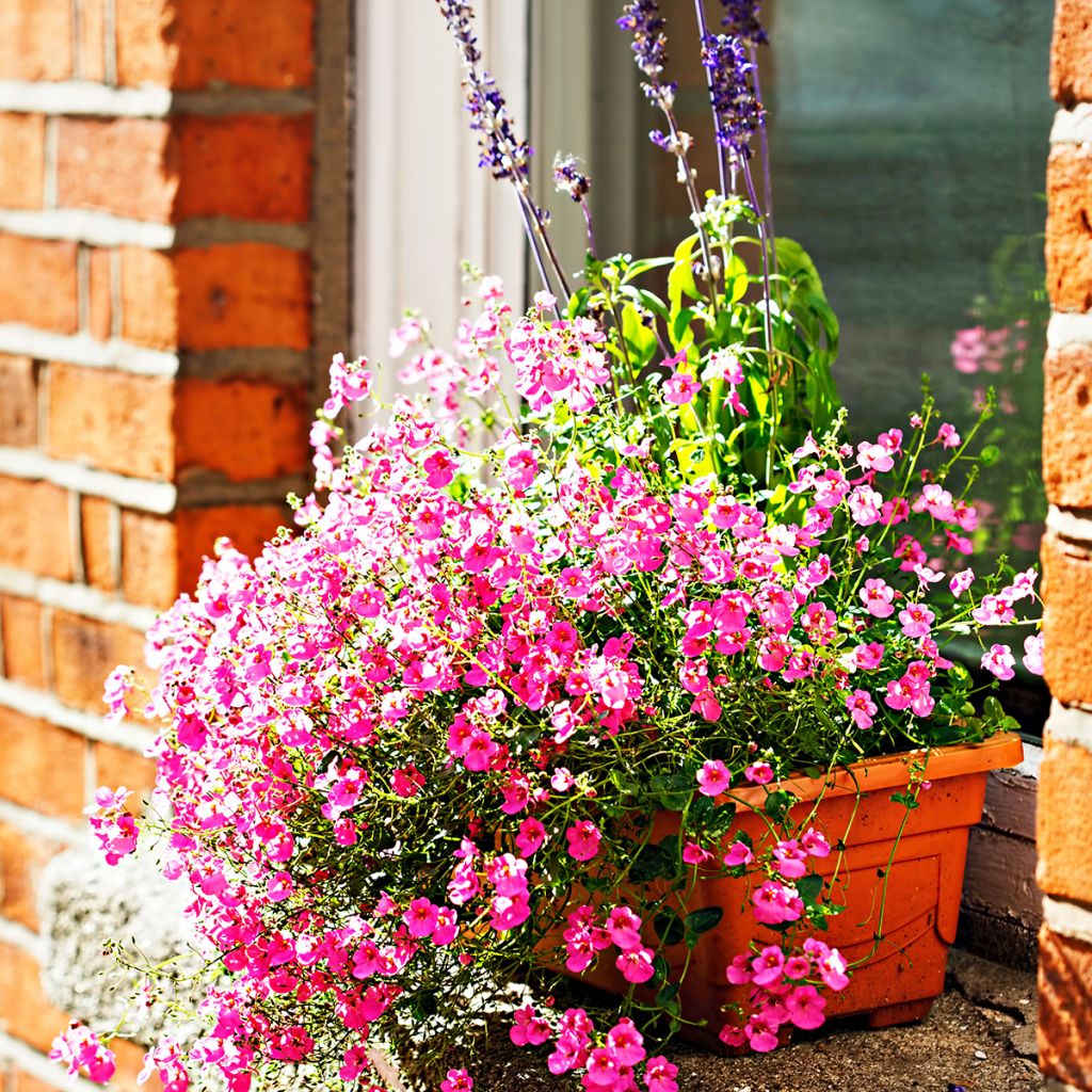 Diascia personata