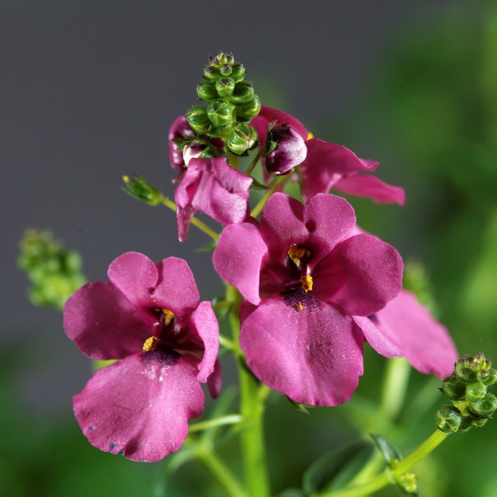 Diascia personata