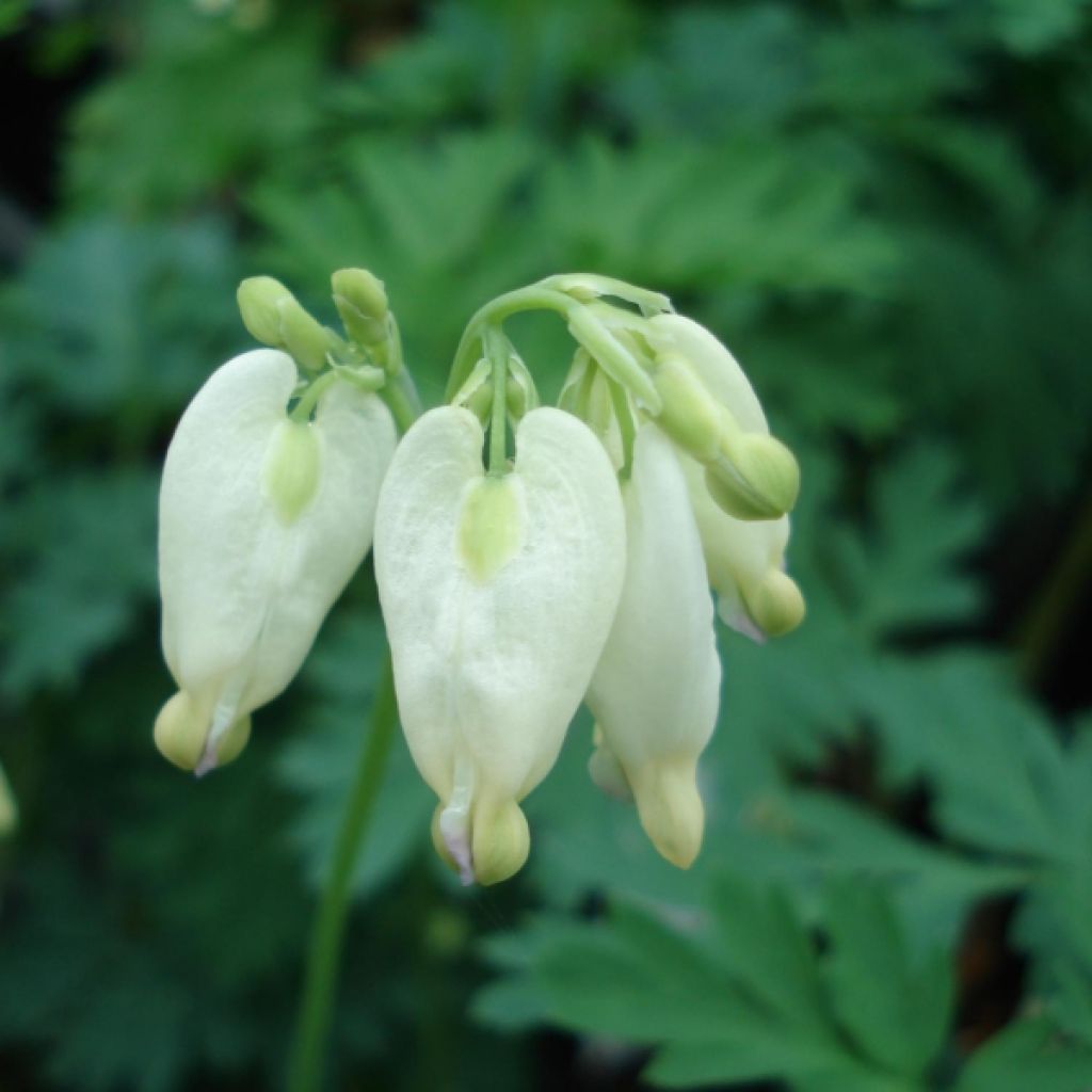 Coeur de Marie - Dicentra formosa Aurora