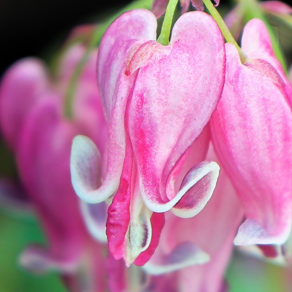 Dicentra Pink Diamonds - Coeur de Marie