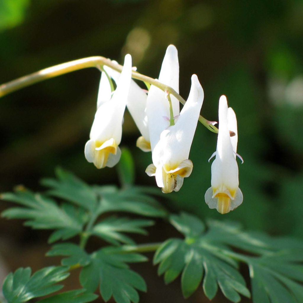 Dicentra cucullaria - dicentre à capuchon 