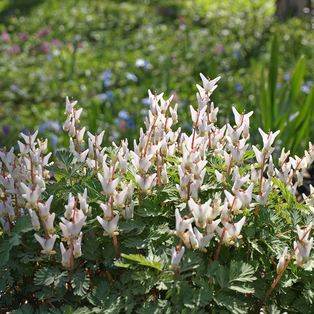 Dicentra cucullaria