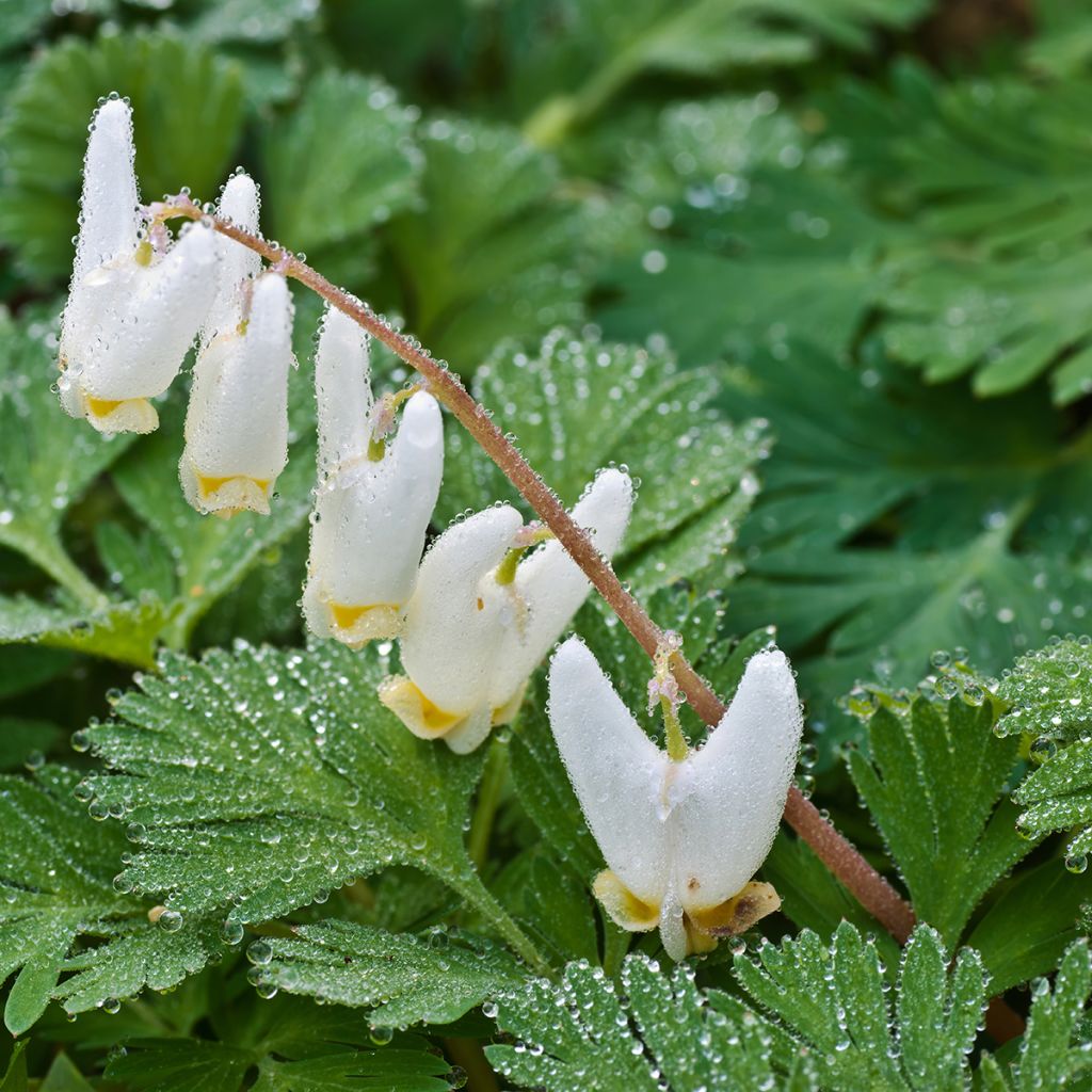 Dicentra cucullaria