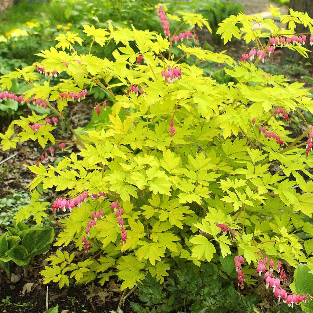 Coeur de Marie doré - Dicentra spectabilis Goldheart®