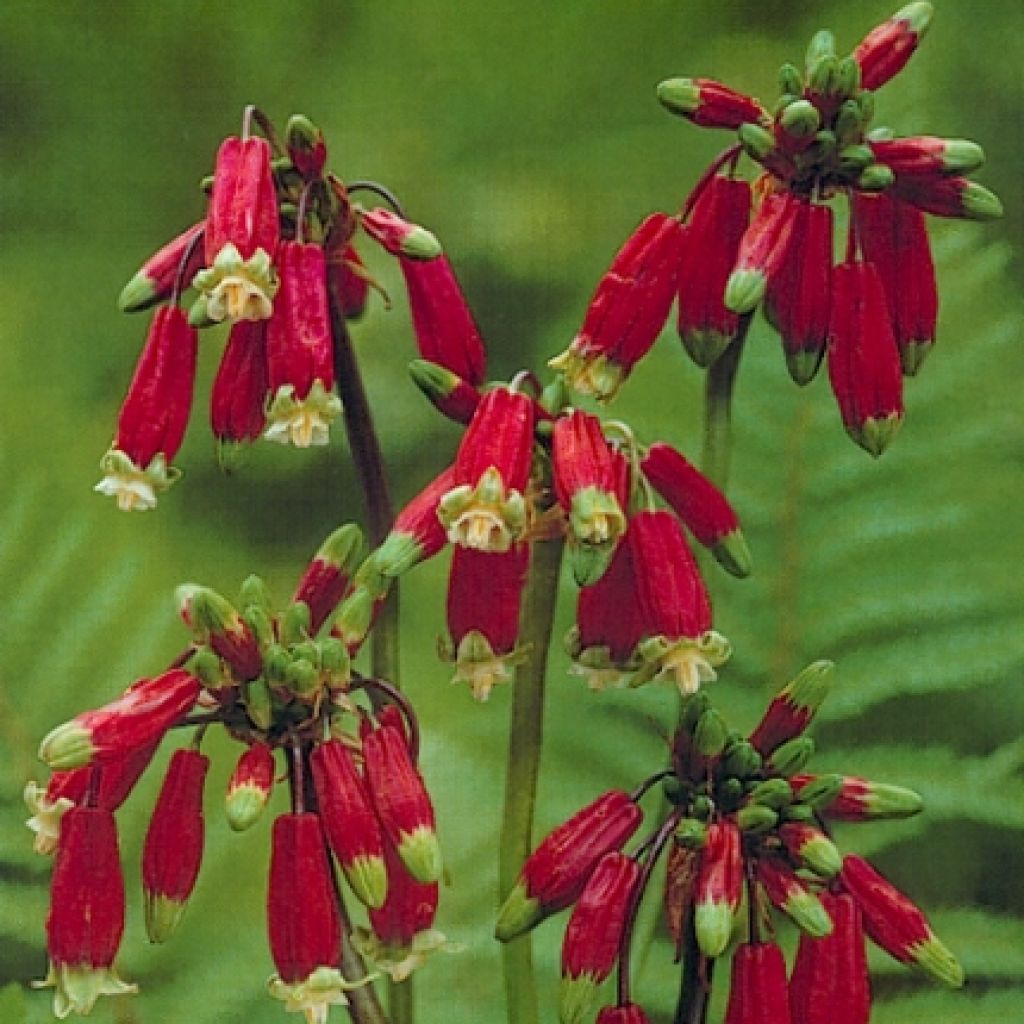 Dichelostemma ida-maia - Clochettes sanguines