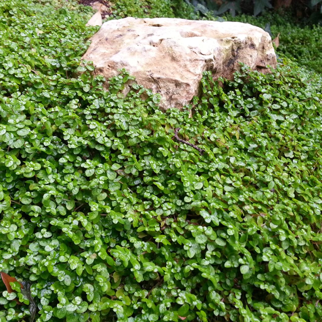 Dichondra repens seed
