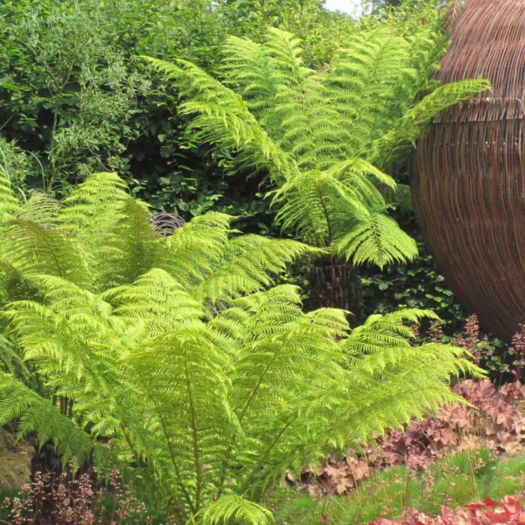 Dicksonia antarctica - Tree Fern