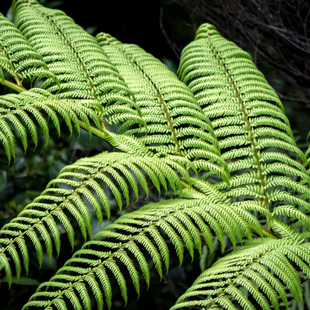 Dicksonia squarrosa - Tree Fern