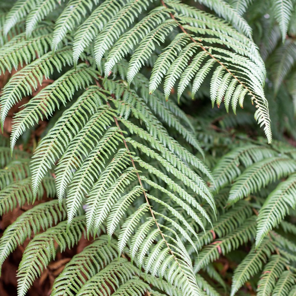 Dicksonia squarrosa - Tree Fern