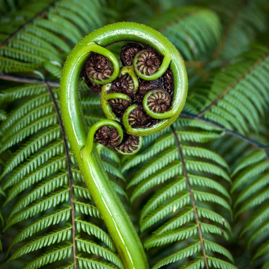 Dicksonia squarrosa - Tree Fern
