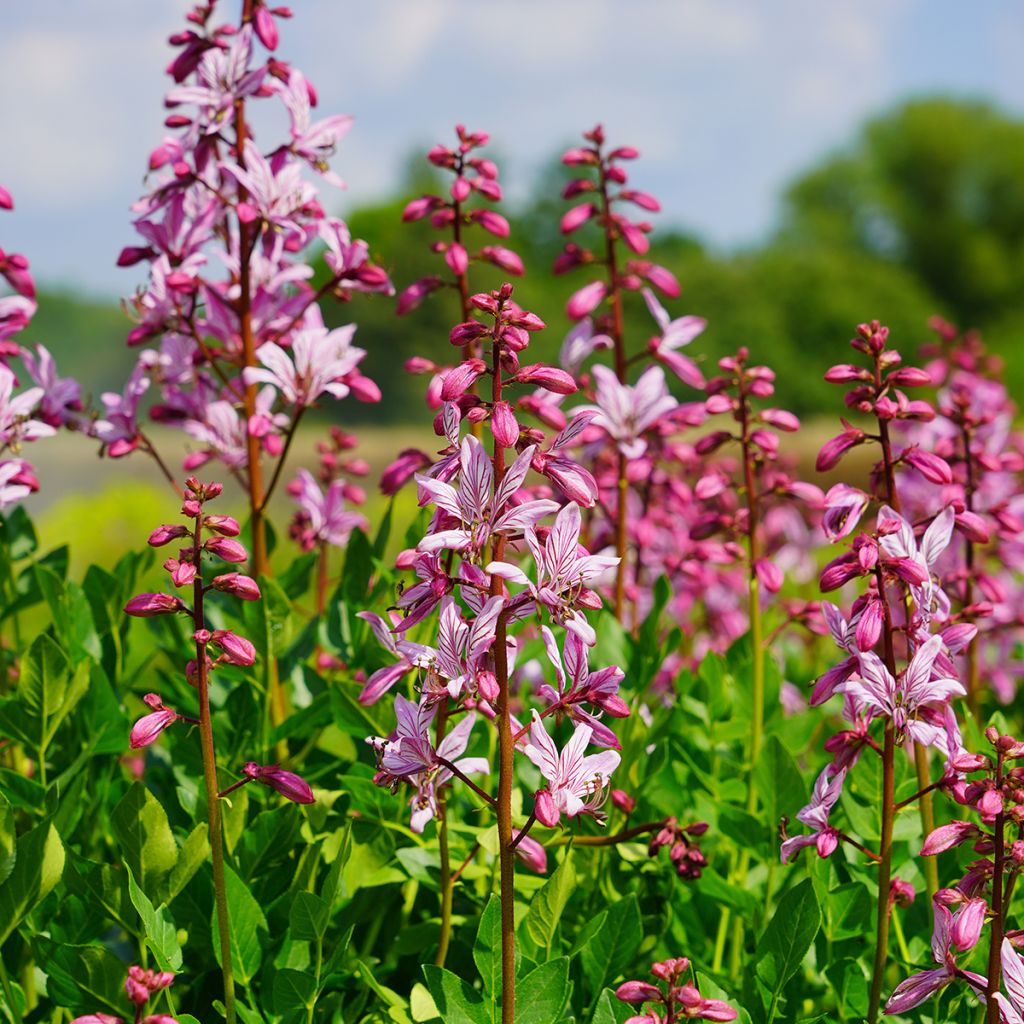 Dictamnus albus var. purpureus - Dittany