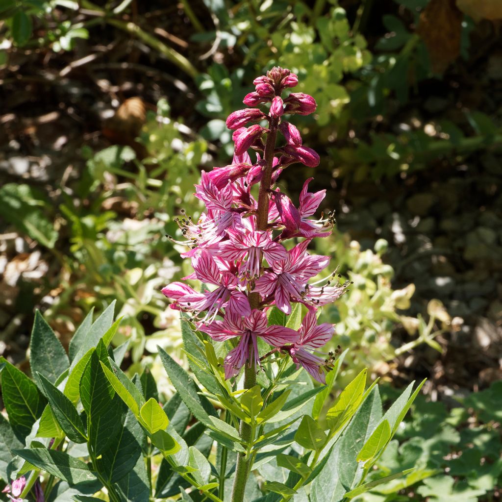 Dictamnus albus var. purpureus - Dittany