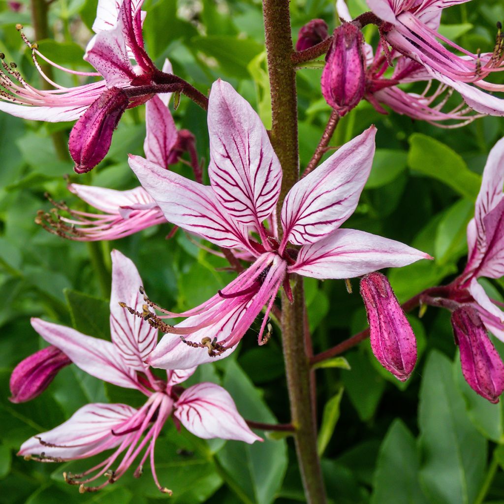 Dictamnus albus var. purpureus - Dittany