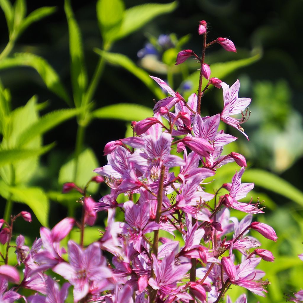 Dictamnus albus var. purpureus - Dittany