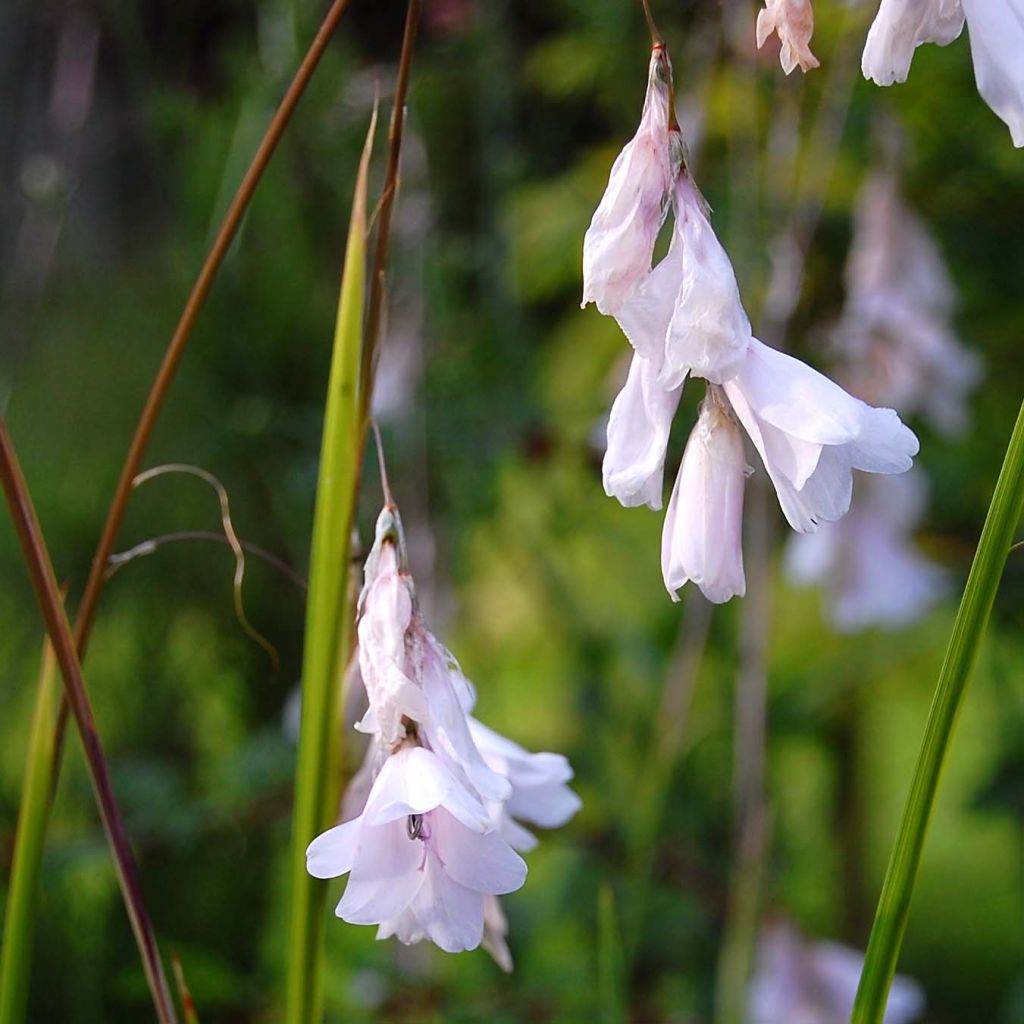 Canne à pêche des anges - Dierama Guinevere