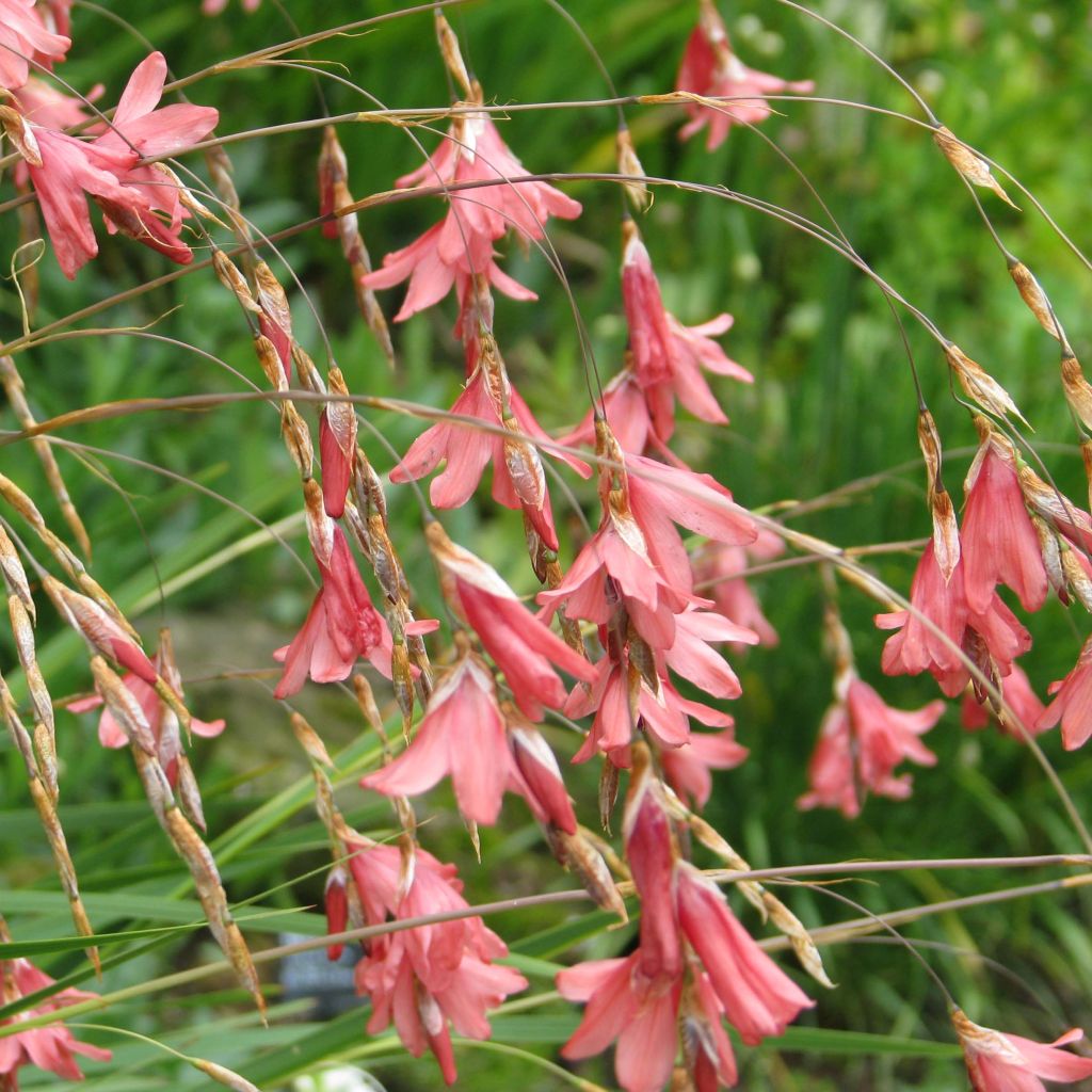 Canne à pêche des anges - Dierama igneum