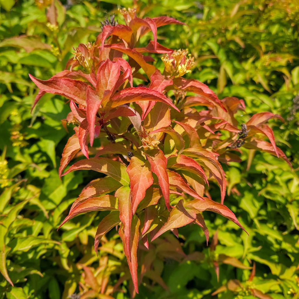 Diervilla splendens Kodiak Orange