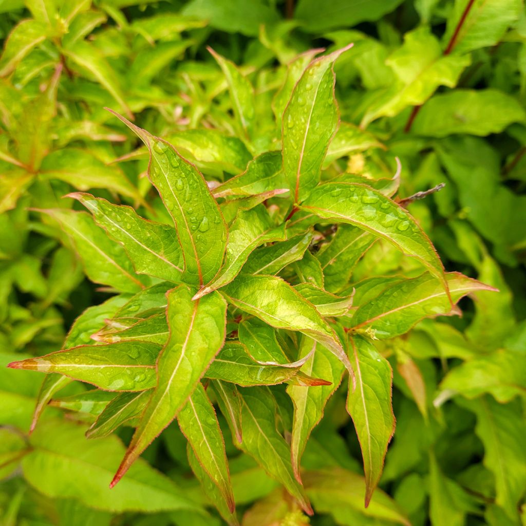 Diervilla splendens Kodiak Orange