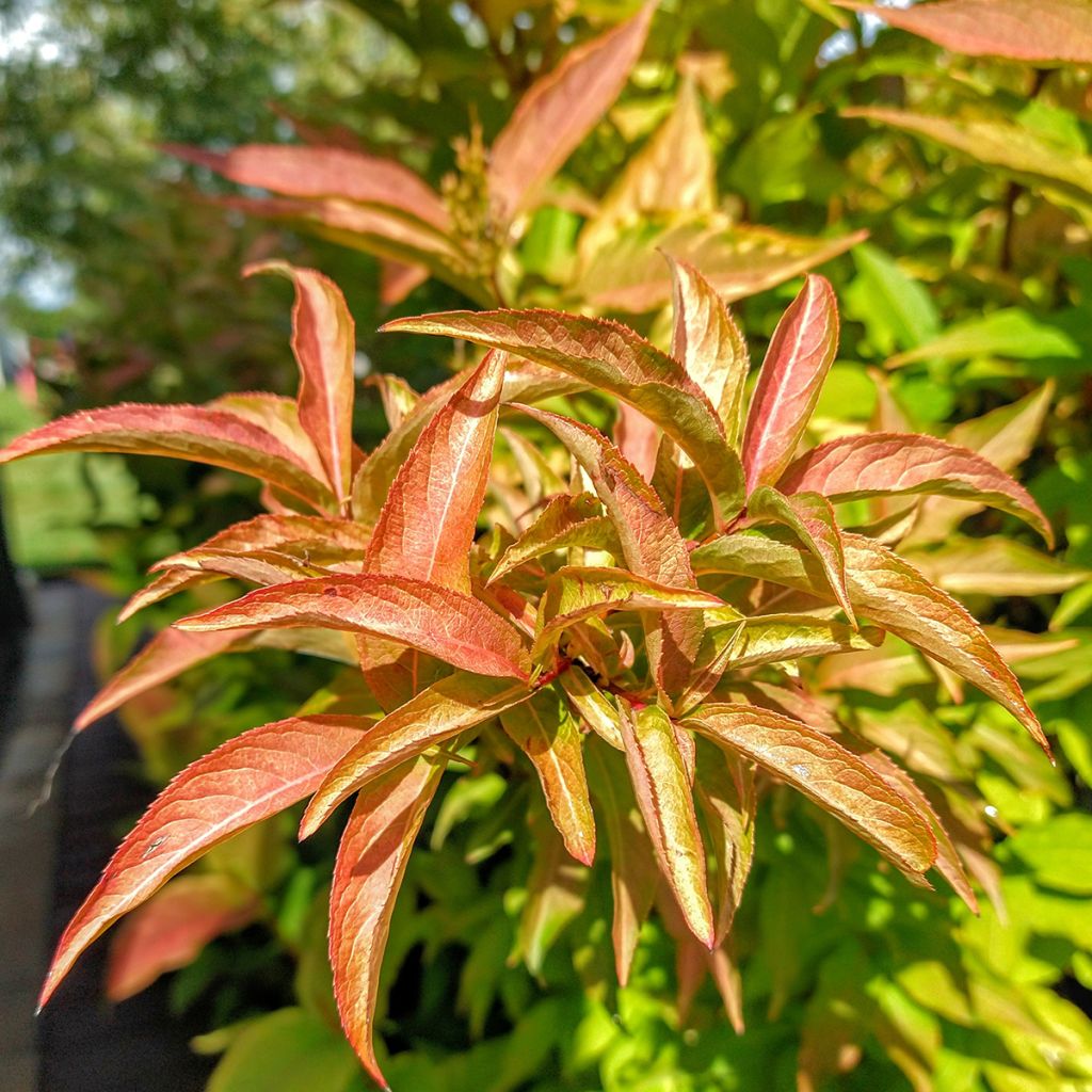 Diervilla splendens Kodiak Orange