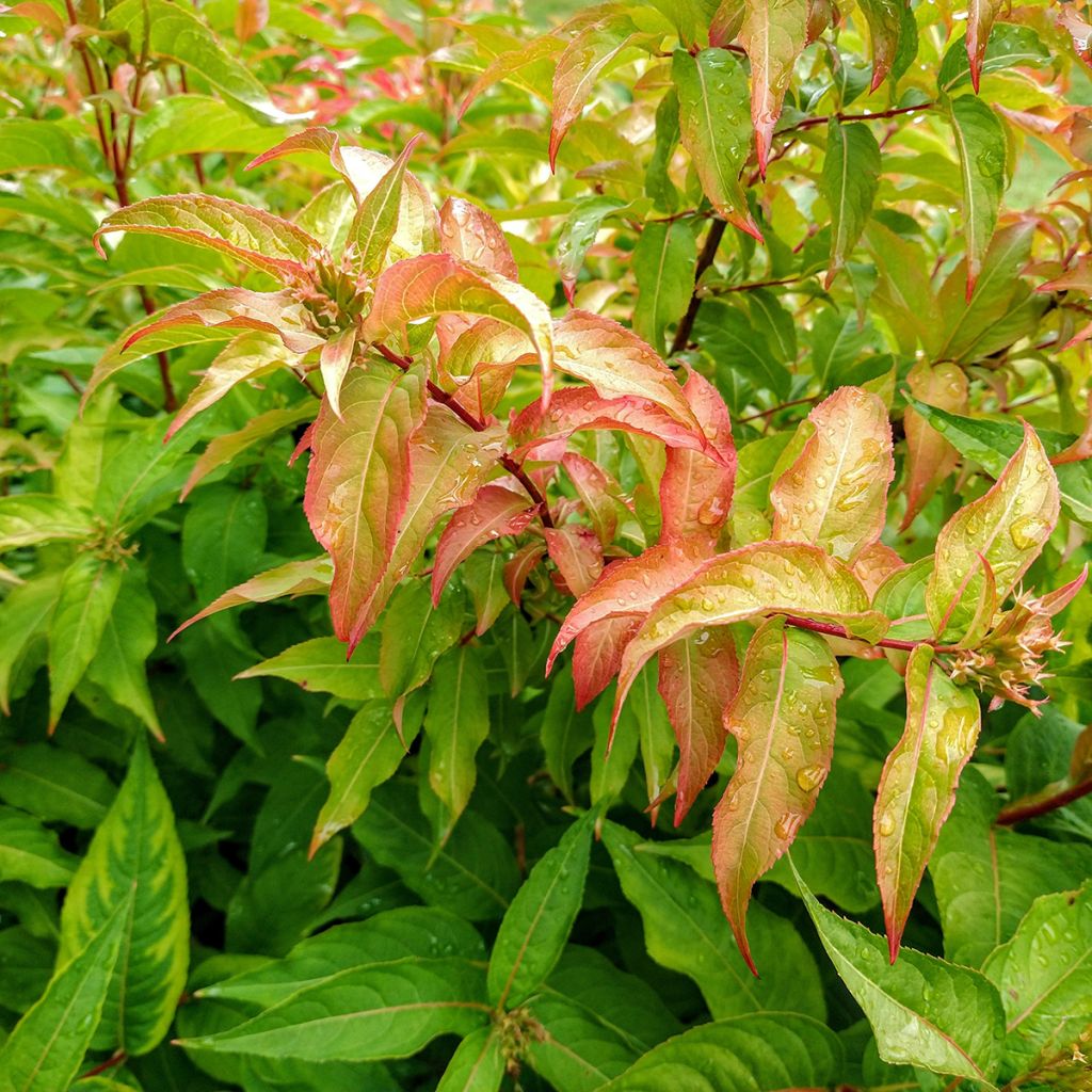 Diervilla splendens Kodiak Orange