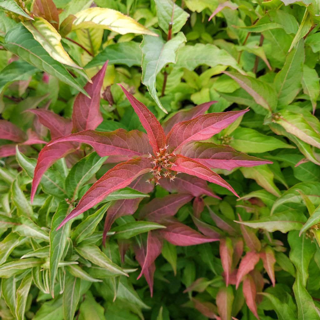 Diervilla splendens Kodiak Red