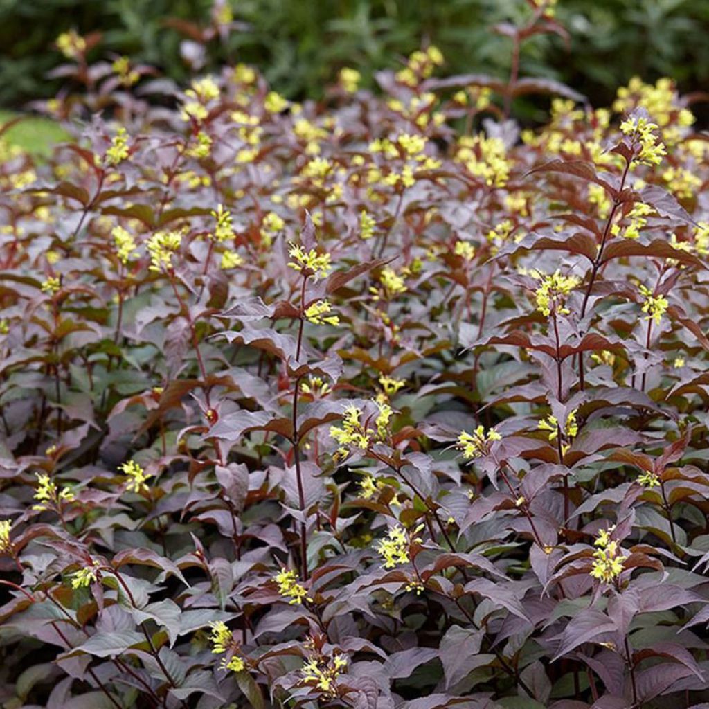 Diervilla rivularis Troja Black - Diervillée