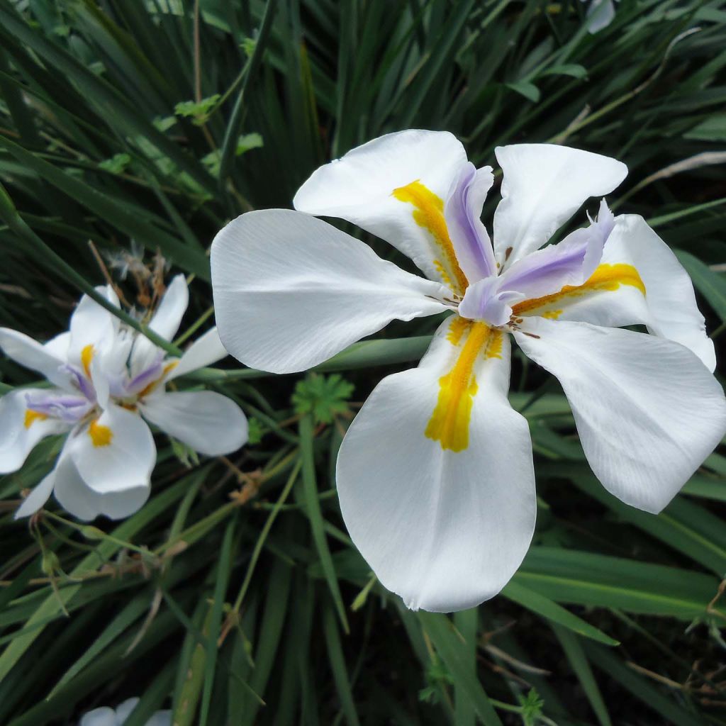 Iris des Fées - Dietes Grandiflora