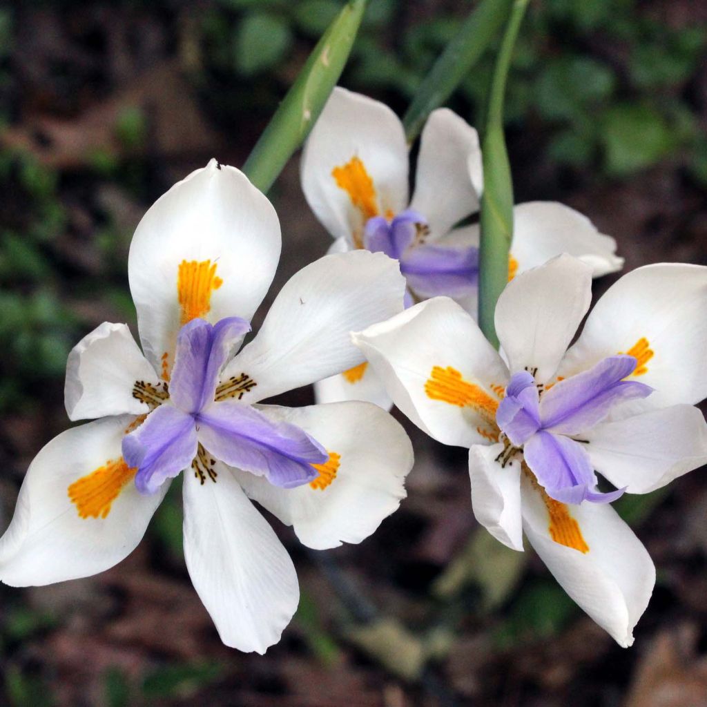 Iris des Fées - Dietes Grandiflora