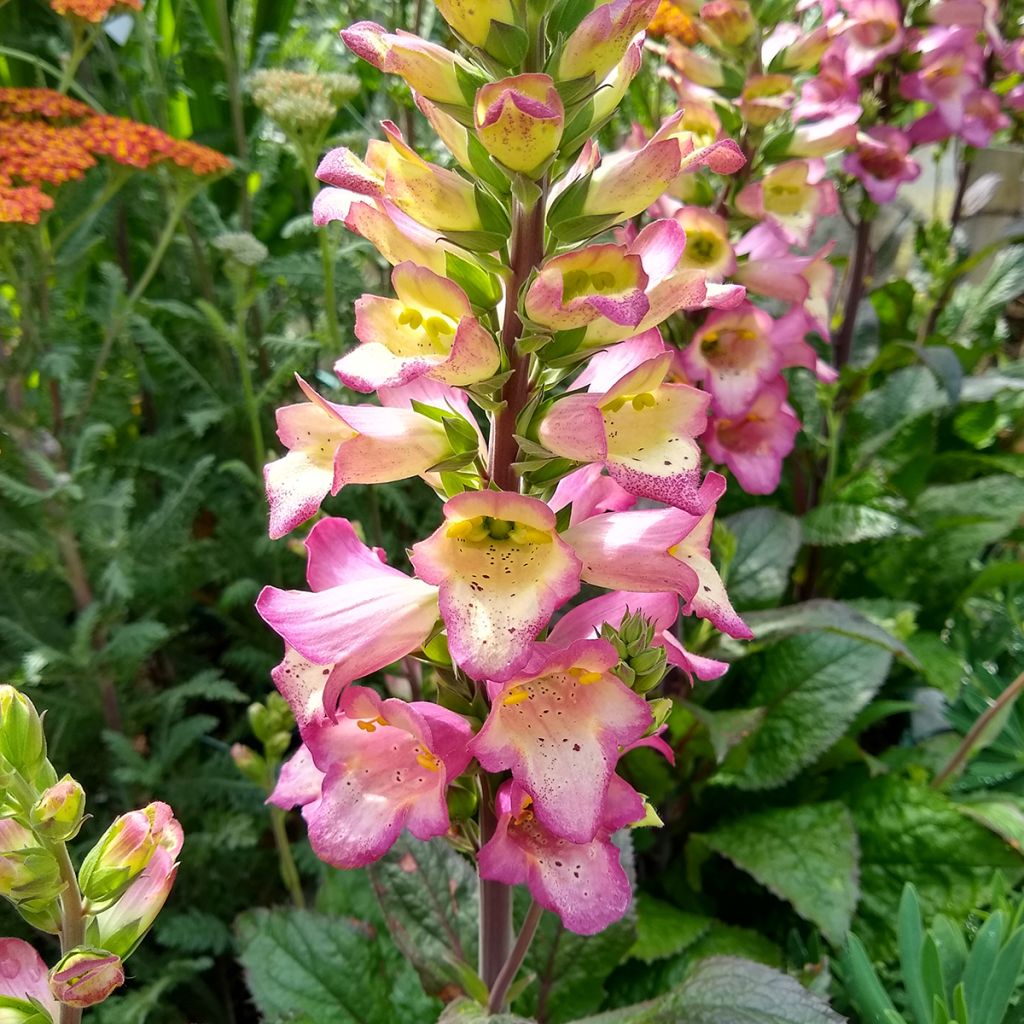 Digiplexis Berry Canary - Hybrid Foxglove