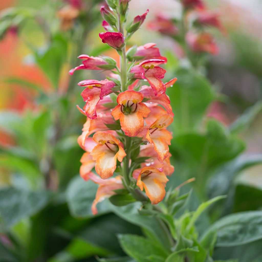 Digitalis valinii Illumination Flame - Foxglove