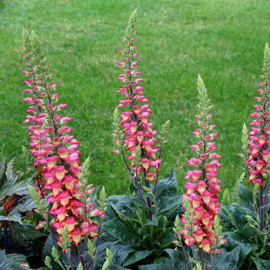 Digitalis valinii Illumination Flame - Foxglove