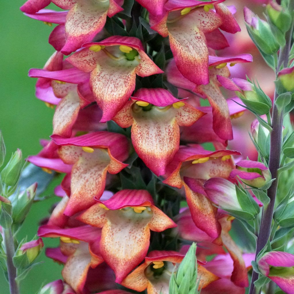 Digitalis valinii Illumination Flame - Foxglove