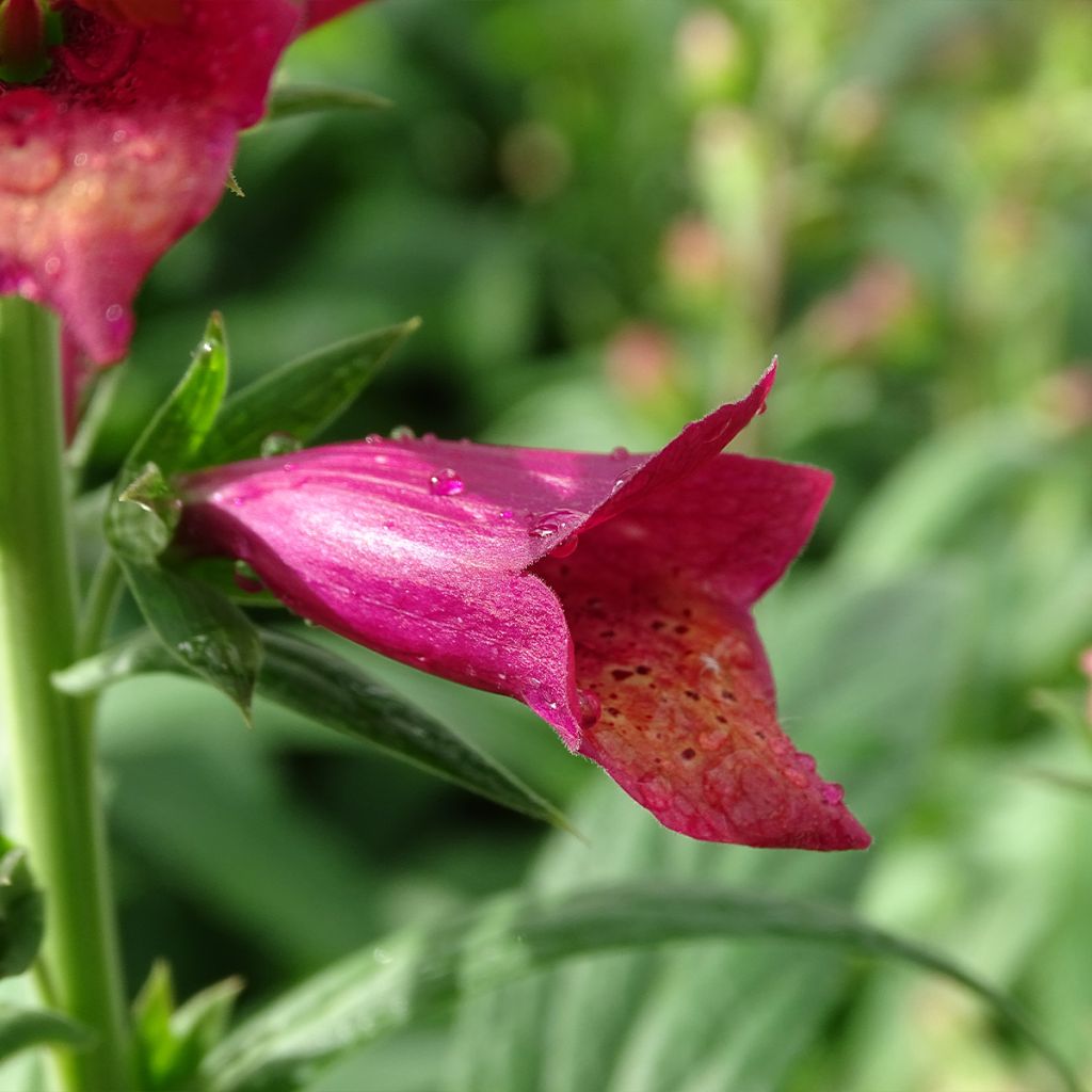 Digiplexis Illumination Raspberry - Digitalis hybride 