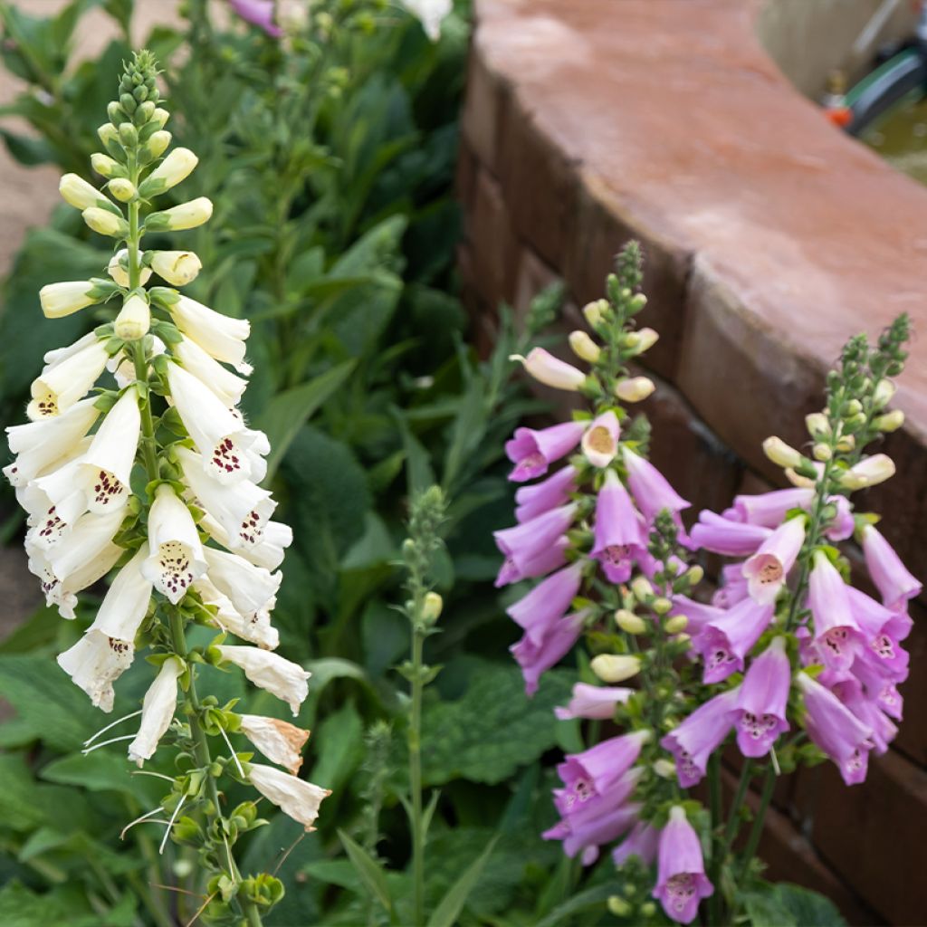 Digitalis Dalmatian - Foxglove