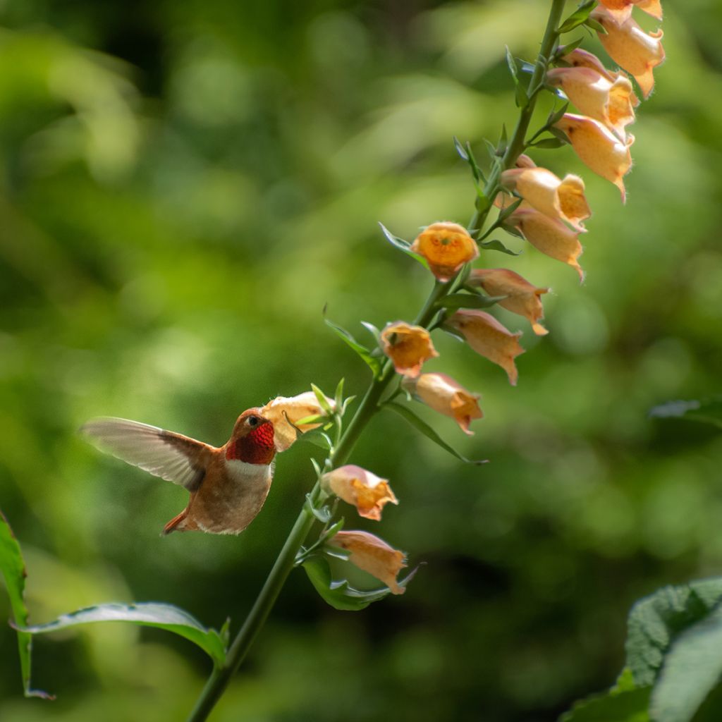 Digitalis Goldcrest - Foxglove