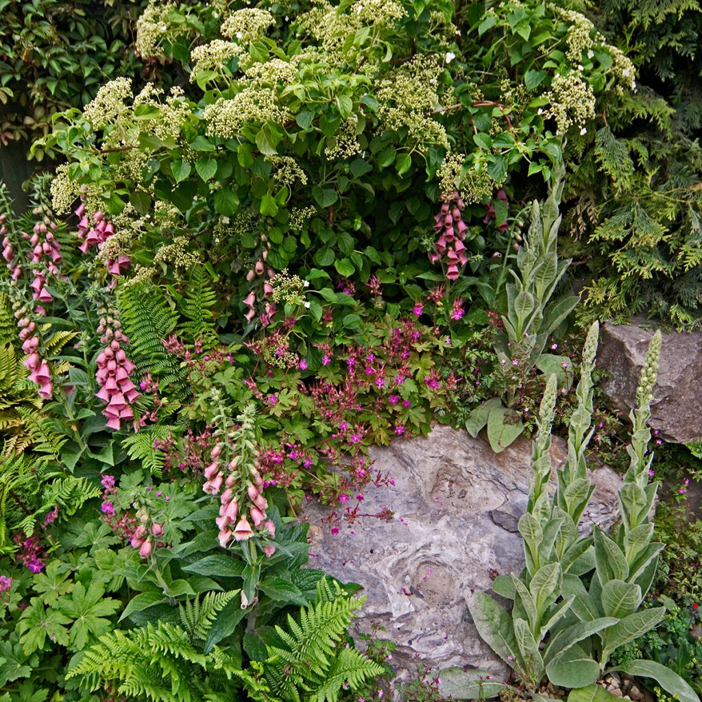 Digitalis x mertonensis - Foxglove