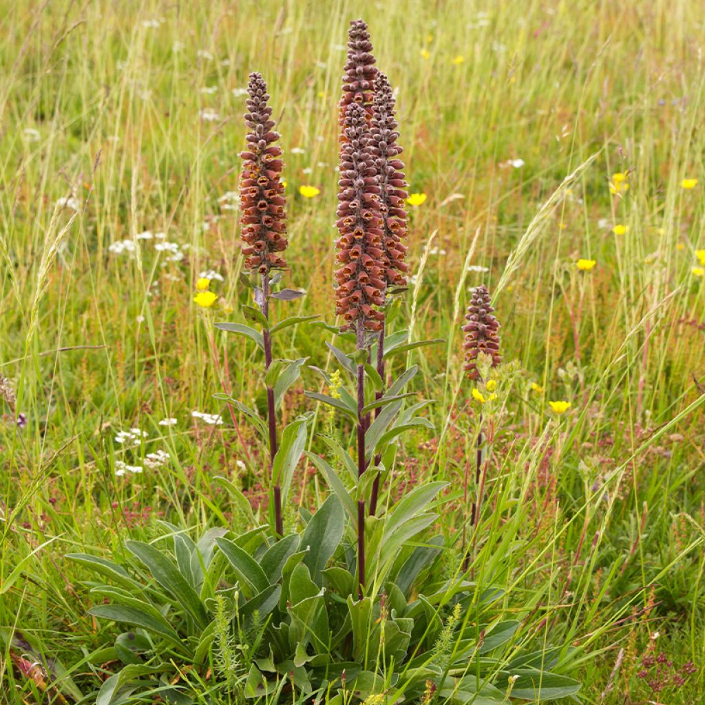 Digitalis parviflora - Foxglove