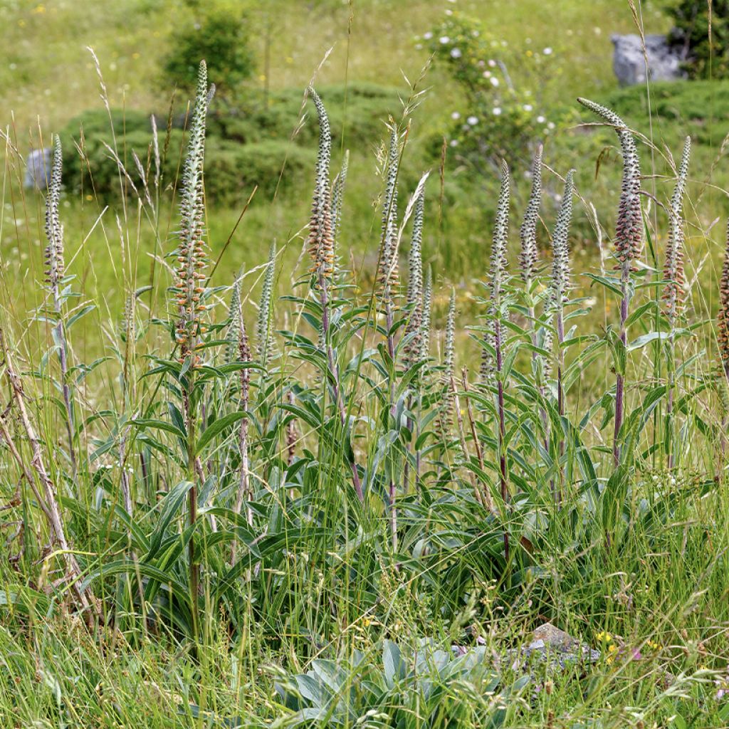 Digitalis parviflora - Foxglove