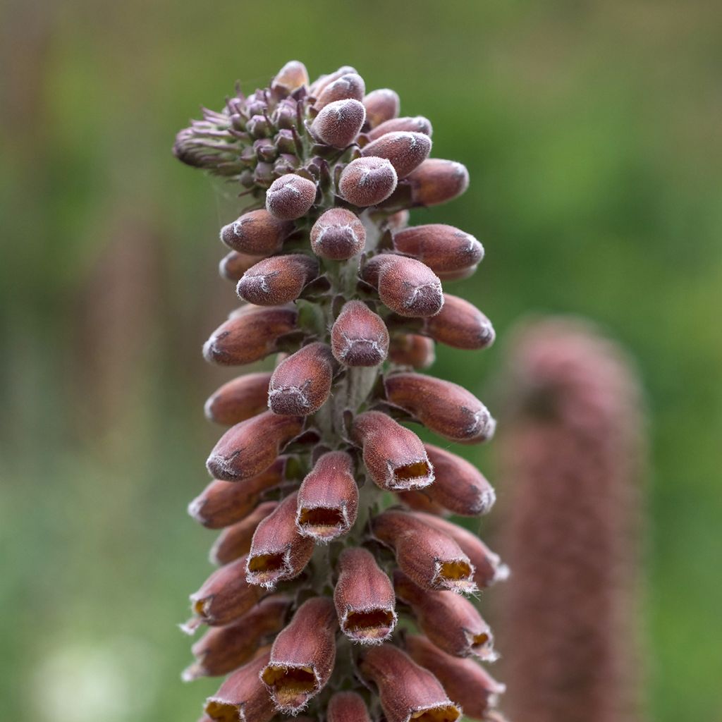 Digitalis parviflora - Foxglove