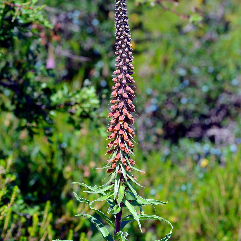 Digitalis parviflora - Foxglove