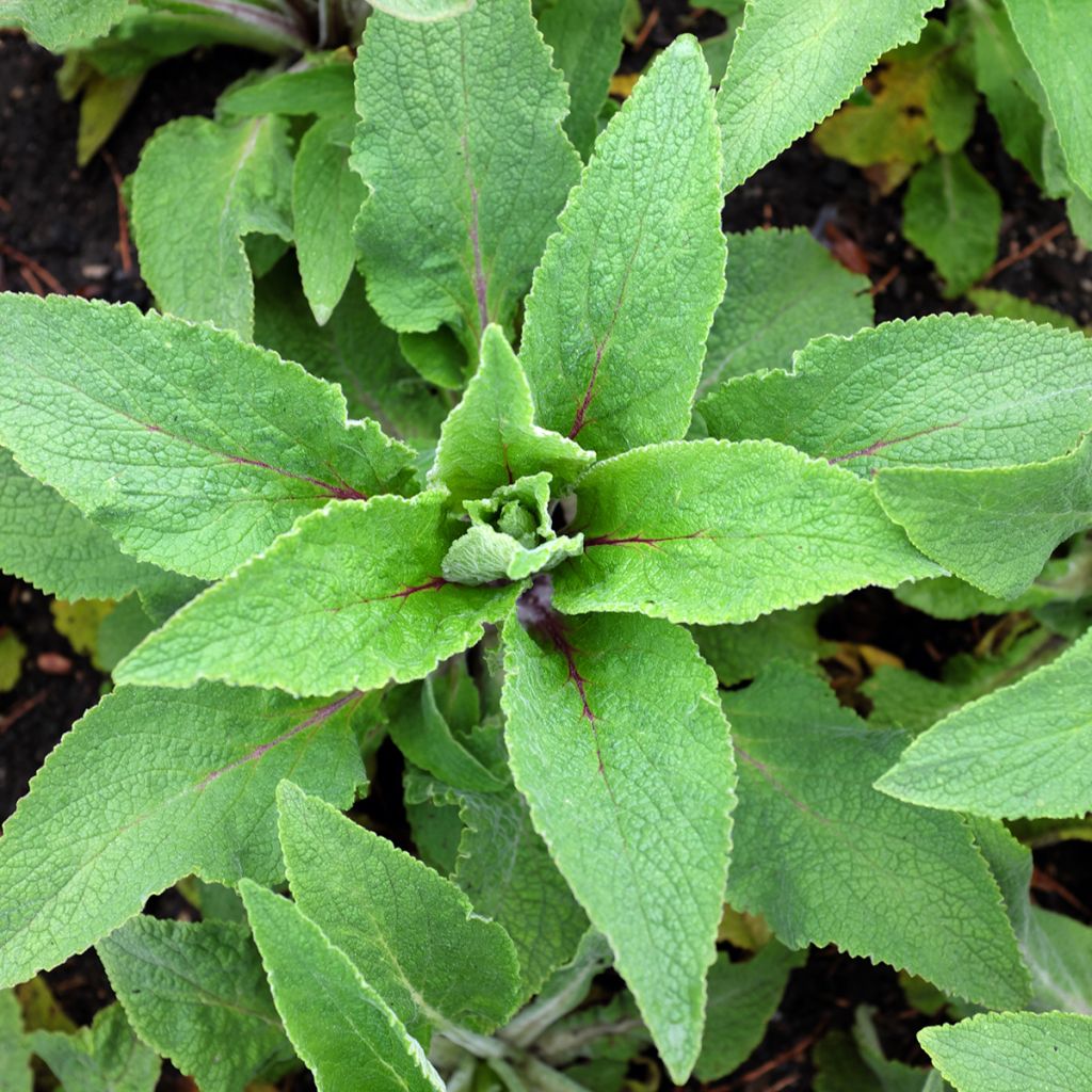 Digitalis purpurea Monstrosa - Foxglove