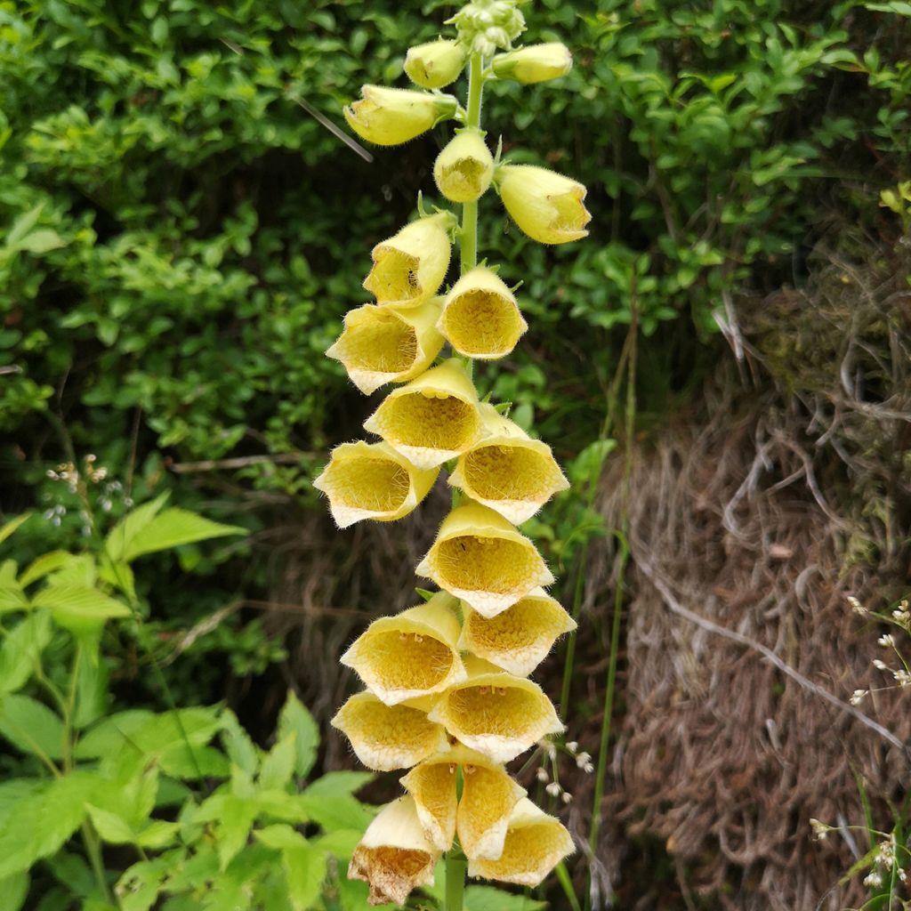 Digitalis grandiflora - Foxglove