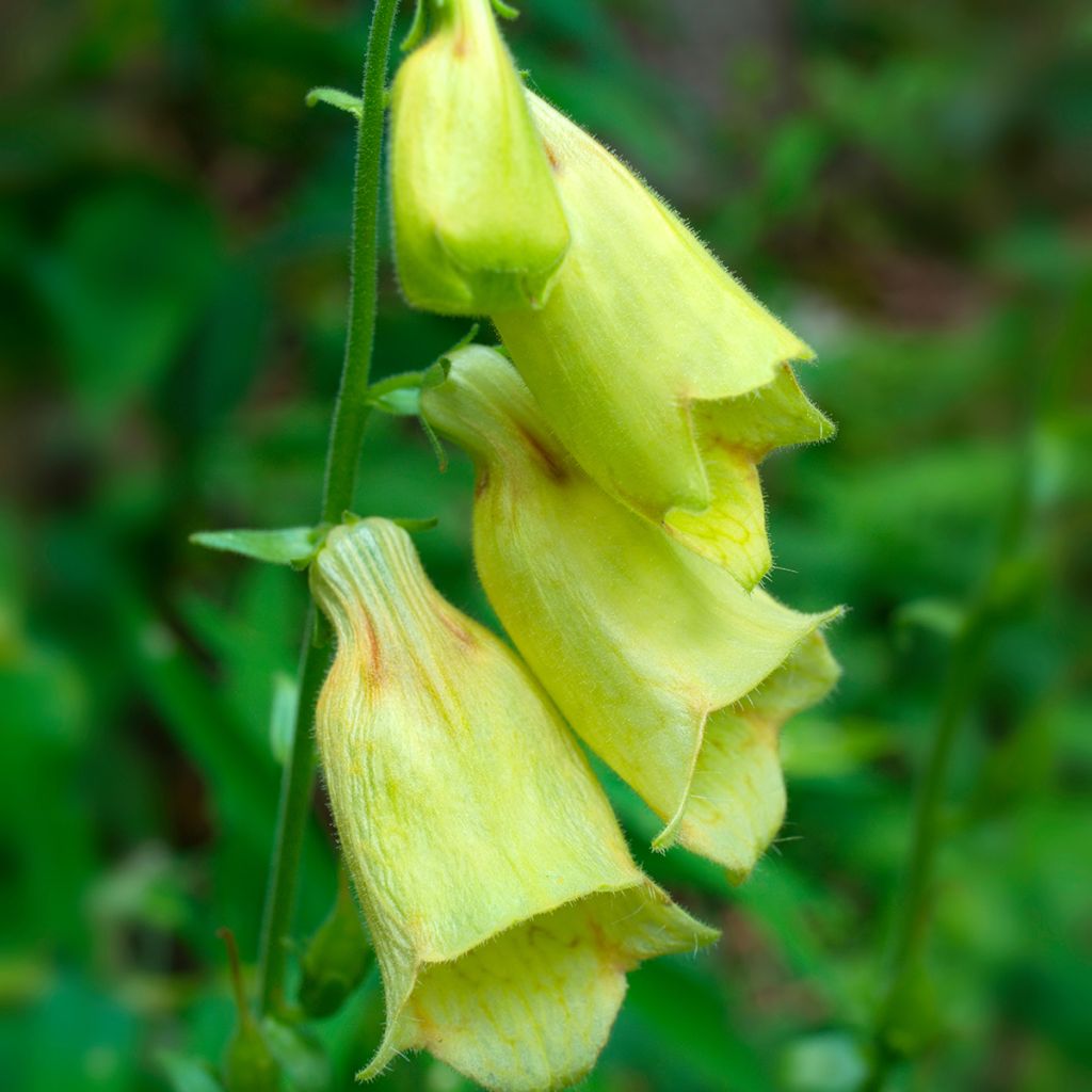 Digitalis grandiflora - Foxglove