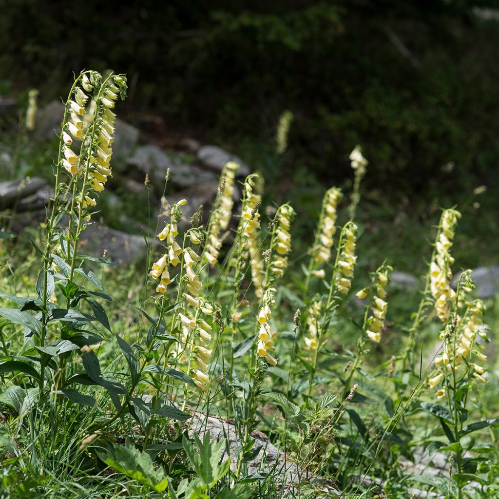 Digitalis grandiflora - Foxglove