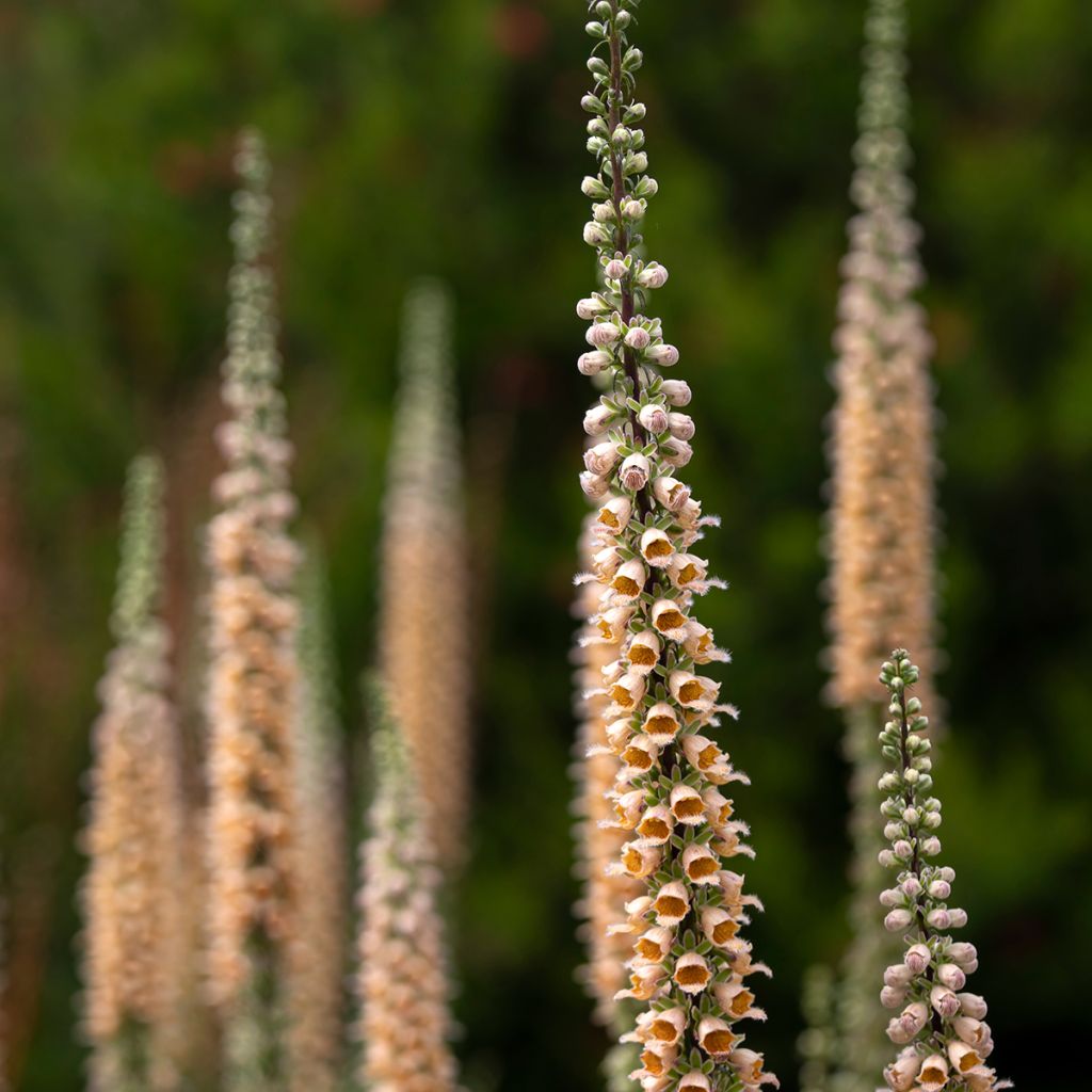 Digitalis ferruginea Gigantea - Foxglove