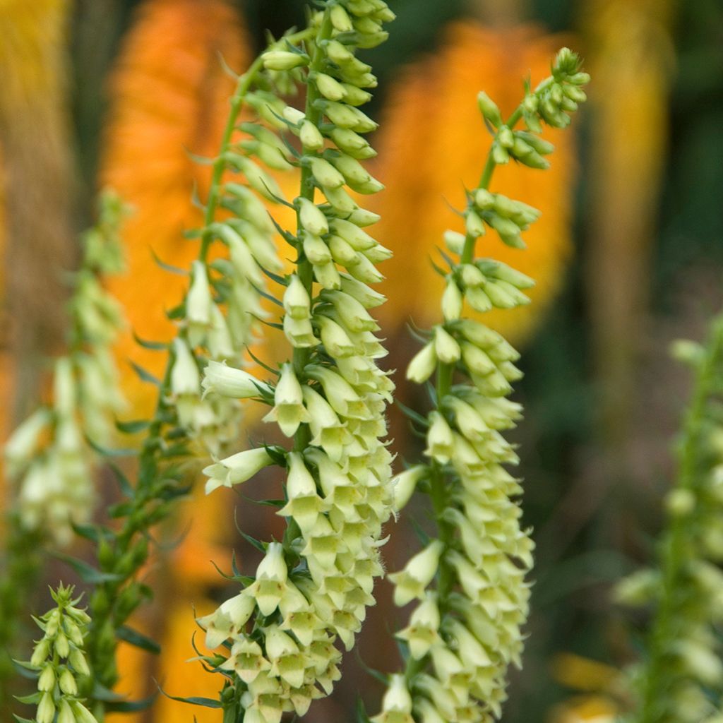 Digitalis lutea - Foxglove