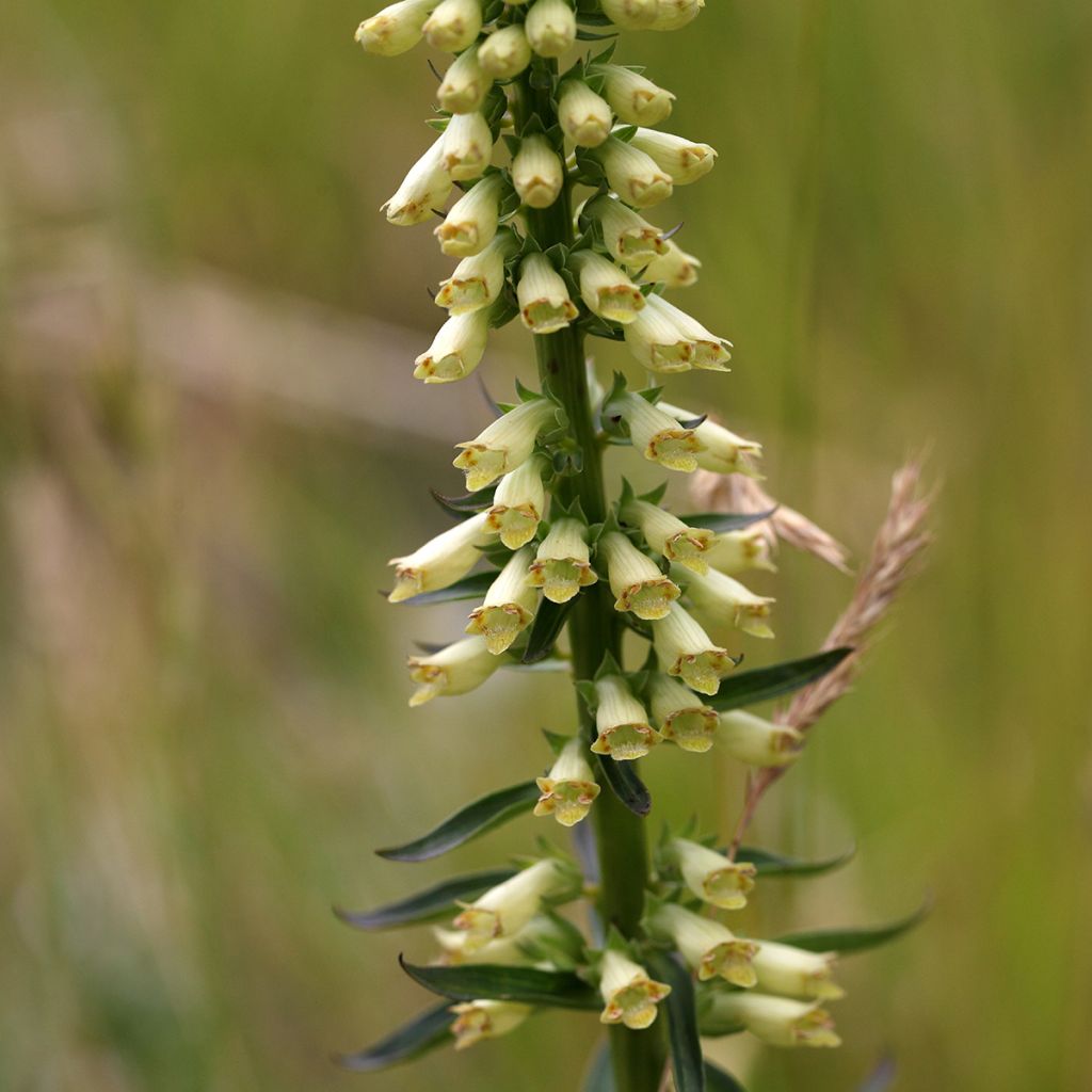 Digitalis lutea - Foxglove